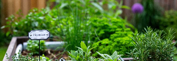 Kräuterbeet mit Thymian-Schild